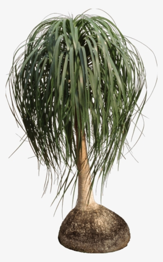 Ponytail Palms - Nolina #9019968