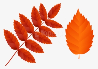 Free Png Download Two Dark Orange Fall Leaves Clipart - Hanfblatt #9022020