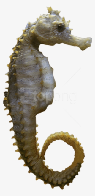 Free Png Download Seahorse Sideview Png Images Background - Portable Network Graphics #9022803