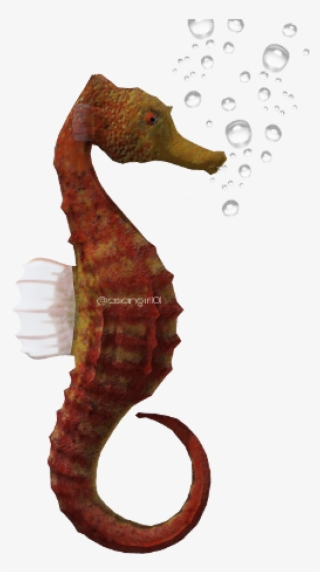 Seahorse With Transparent Background #9022898