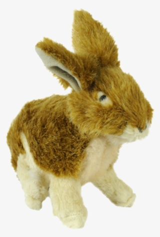 Httpwww - Atwoodsoutdoors - Comimagespet21590780 - Domestic Rabbit #9023453