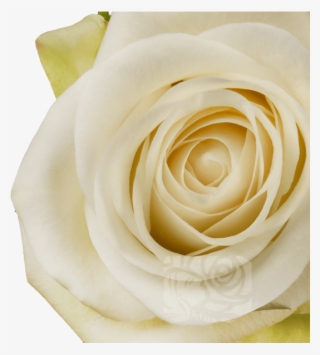 White Roses - Garden Roses #9028411