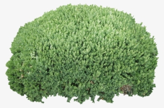 Cutout Bush - Png Bush #9028658