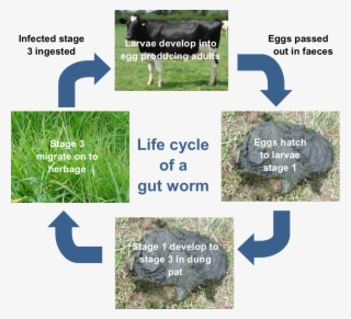 Gut Worm Life Cycle - Grass #9028729