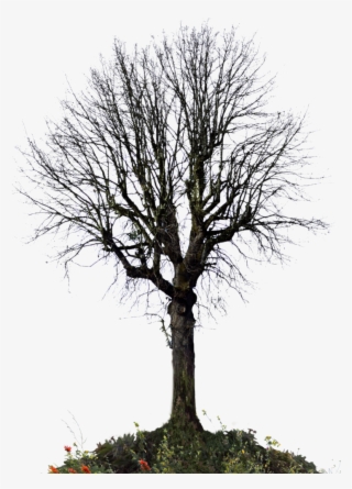 Winter Trees, Wild Flowers, Stock Photos, Wildflowers - Trees For Photoshop Winter #9029285