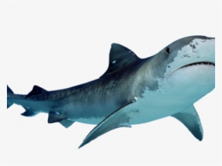 Transparent Background Shark Png #9035029 Transparent Background Shark Png #9035029