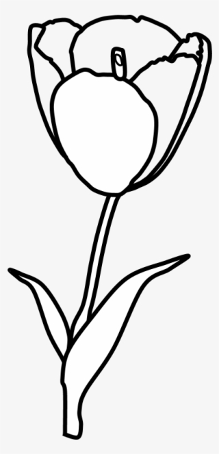 Tulip, Petals, Stamen, Black And White, Png - Sketch #9036269 Tulip, Petals, Stamen, Black And White, Png - Sketch #9036269
