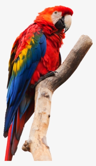 Perú) Offers Authentic Yet Comfortable Jungle Accommodations - Painting Of A Macaw #9036427