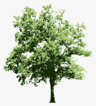 Ongoing Contributions To The Oracle Technology Community - Alberi Psd #9038608