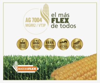 Maíces Flex - Corn Kernels #9039263