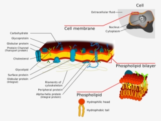 Plasma Membrane Diagrams Printable Diagram Diagram - Cell Membrane Detailed Diagram #9039487