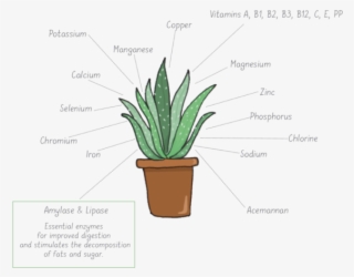 Among The Many Active Ingredients Of Aloe Vera, The - Aloe Vera Plant Cells #9039620