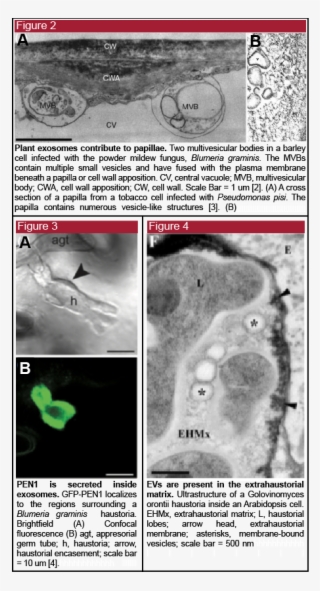 Do Plant Cells Secrete Evs - Medical Imaging #9039650