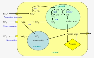 Figure 15 - - N Metabolism In Plants #9039654