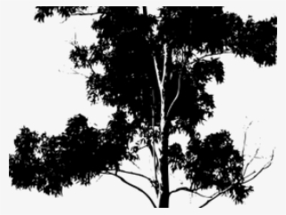 Eucalyptus Clipart Gum Tree - Draw Silhouette Of Trees #9043663