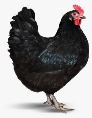 Hen - Rooster #9044778