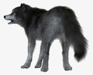 Dire Wolf White Background #9047071