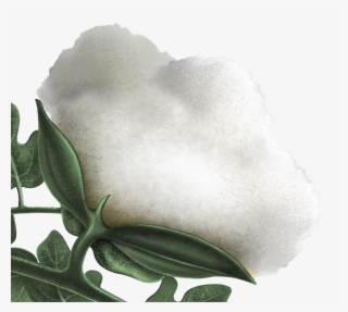 Home - Japanese Honeysuckle #9048349