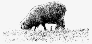 Sheep Bison Black And White Cattle Ox - Clipart White And Black Grazing #9052973