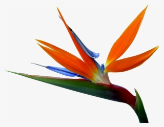 And Strelitzia Bird Of Paradise Reginae Birds Flowers - Bird Of Paradise #9054202