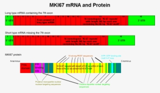 The Mki67 Mrna And Protein - Ki 67 Protein Structure #9055186