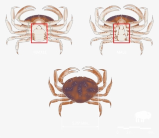 Clamming - Dungeness Crab #9056136