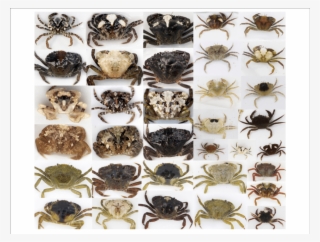 The Considerable Variation In Diversity That Exists - Dung Beetle #9056208