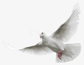 Free Png Download White Dove Png Images Background - White Dove Flying Png #9057195