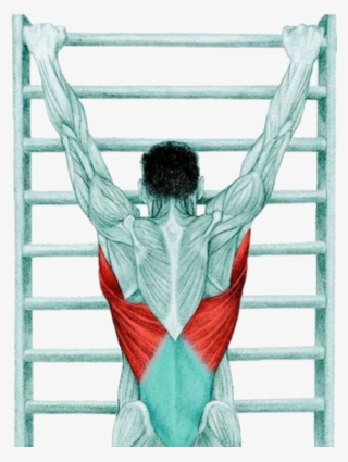 15 Myswimpro Stretch Lat Stretch With Spinal Traction - Lat Stretch With Spinal Traction #9057279