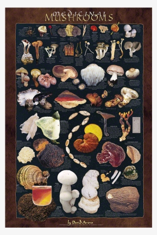 Medicinal Mushrooms Poster - Medicinal Mushrooms #9058660