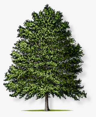 Tree Height - Transparent Background Tree Png #9058723