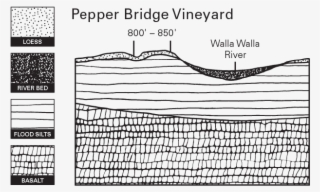 Pepper Bridge Vineyard Illustration - Cartoon #9060897