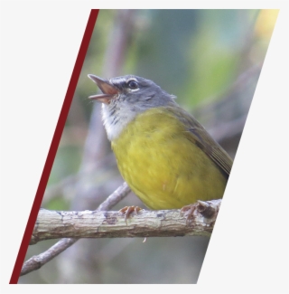 Second Bird Slide - Emberizidae #9063446
