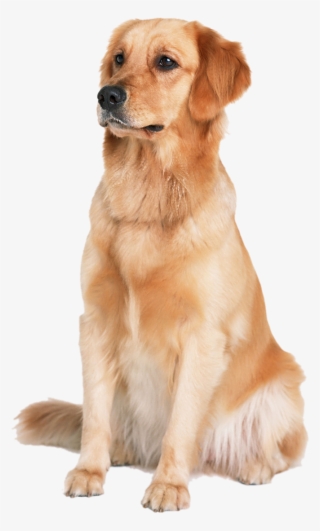 Hunting Dog Png Hd Transparent Hunting Dog Hd - Golden Retriever Png #9065876