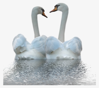 White Duck Png Image - Kuğular Png #9066606