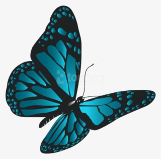 Free Png Download Blue Butterfly Png Clipart Png Photo - Png Format Butterfly Png #9067874