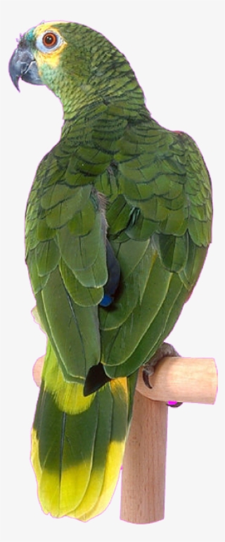 Bird Clip Art Transprent Png Free - Parrot #9068008