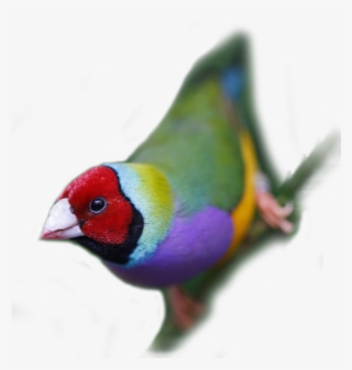 Coloured Finches Is A Team Of Diverse And Enthusiastic - Lovebird #9068233