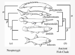 Alternative Trees And Group Names Of The Major Living - Fish Taxonomy #9069278