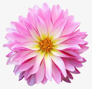 Dahlia Flower Pink Yellow - Dahlia Flower Clipart Png #9071089