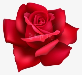 Free Png Rose Flower Red Png Images Transparent - Flower Pink Rose Png #9071746