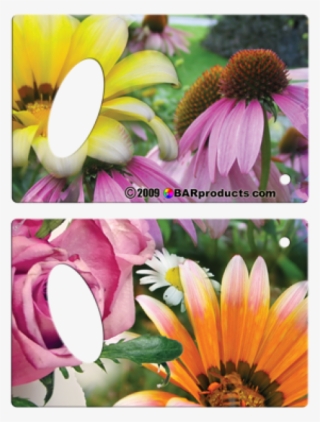 African Daisy #9071899