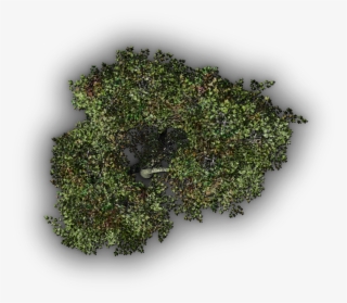 24 Mar 2009 - Arbol Vista Planta Png #9072557