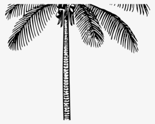 Plant Clipart Coconut Tree - Bagian Bagian Tumbuhan Kelas 2 Sd #9072902
