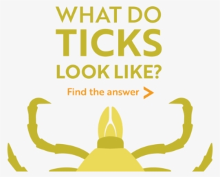 What Do Ticks Look Like Find The Answer - Poster #9076180