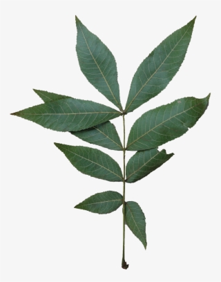 Compound - Bitternut Hickory Tree Leaf #9078171