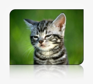 I Tried To Explain That It Was Tylenol Pm But He Just - Imagen De Gato Fumando #9080164