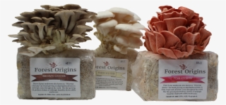 Specialty Trio Mushroom Grow Kits #9080716