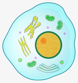 Animal Cell Clip Art #9081955