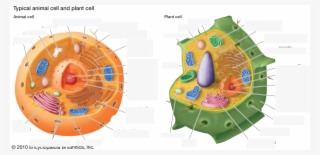 Identifying Homologous Structures Between Animal And - Parts In A Cell #9082089